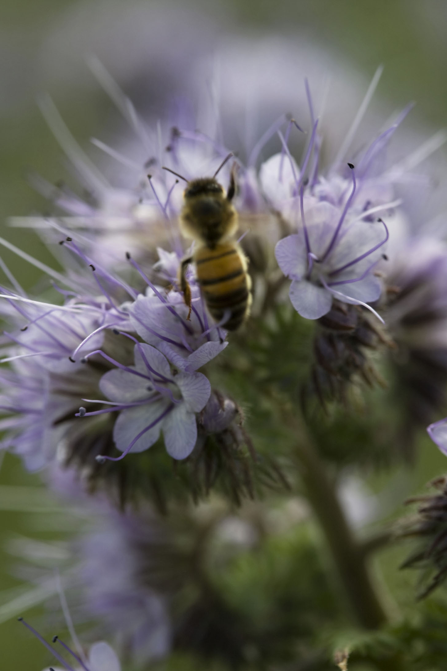 Caillard, marque engagée pour la biodiversité à travers un jardin naturel