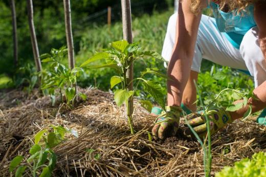 La permaculture au jardin
