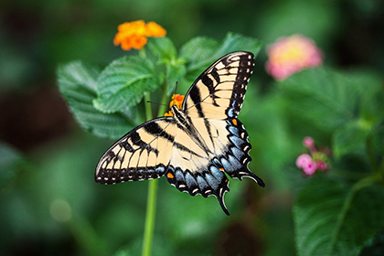Les premiers papillons du printemps